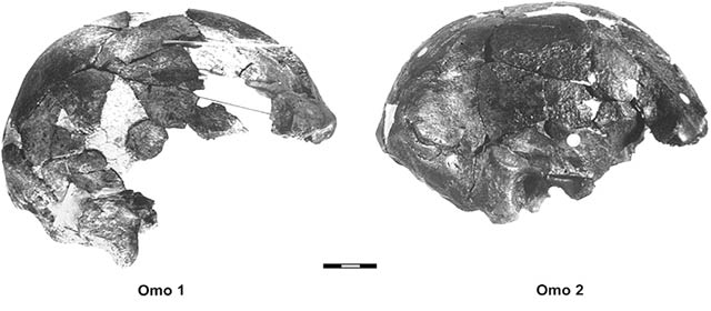 Figure 4.1 – Fossil crania of Omo I (Member I) and Omo II (Member I)(photo by Michael Day).