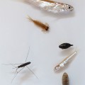 A glimpse of life from the Turkwel River