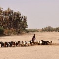 A herd of goats in a dry riverbed (Photo by Marcella Gomez)