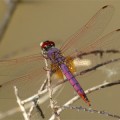 A beautiful Violet Dropwing dragonfly basks in the sunshine