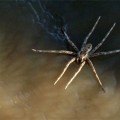 Fishing Spider walks on water!