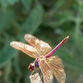 Dragonflies are predators that help us by eating mosquitoes and other pests