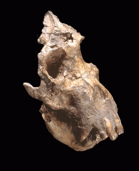 Pg18Afropithecus_Transp Afropithecus, a 17 Ma ape from Kalodirr in West Turkana.