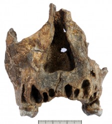 One of the newly discovered fossils, KNM-ER62000. The face is very similar to that of the enigmatic fossil known as KNM-ER 1470, discovered four decades ago.