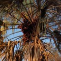 Doum Palm tree.