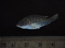 The first of the tilapia bred at TBI-Turkwel.