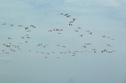 Flamingoes in the sky