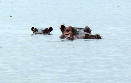 Hippos on Lake Naivasha
