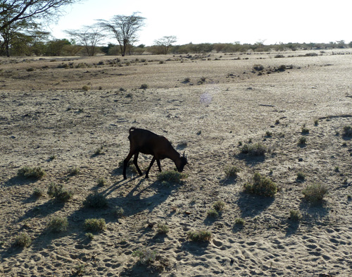 Of Goats and (over)grazing… | Turkana Basin Institute
