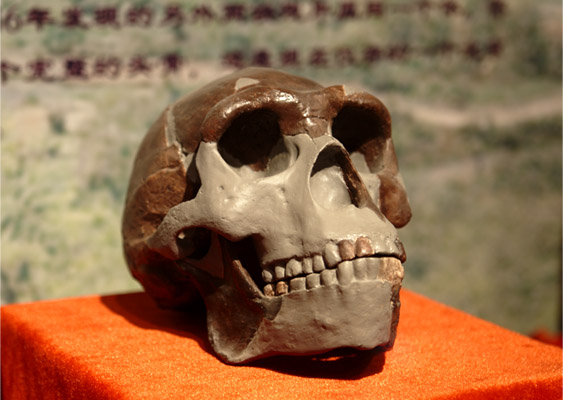 Replica of Peking Man Skull at Paleozoological Museum of China. Photo credit: Yan Li.
