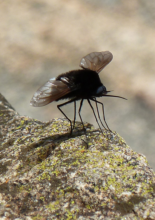 The enigmatic Bee-Fly
