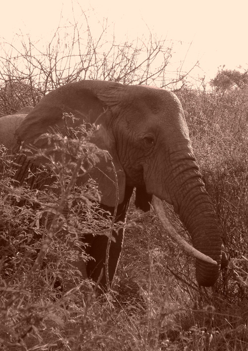 Elephant-sepia-Mpala-LR1