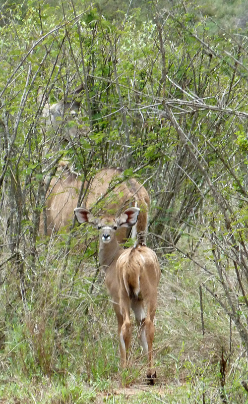 Greater Kudu calf and mother