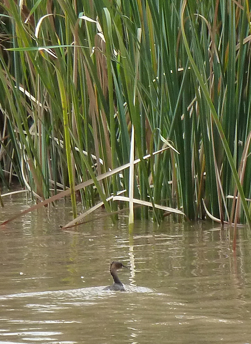 A shy Little Grebe darts for cover