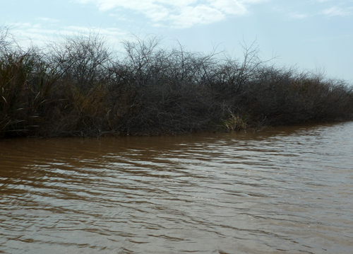 Prosopis dying back in the Kerio Delta