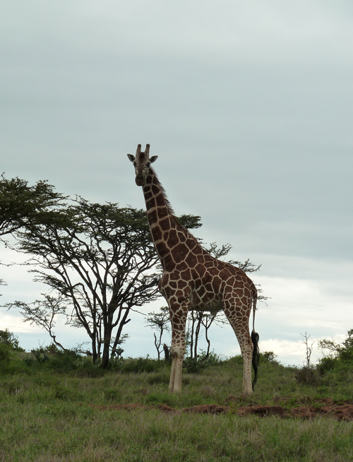 A Reticulated Giraffe watches us from the roadside