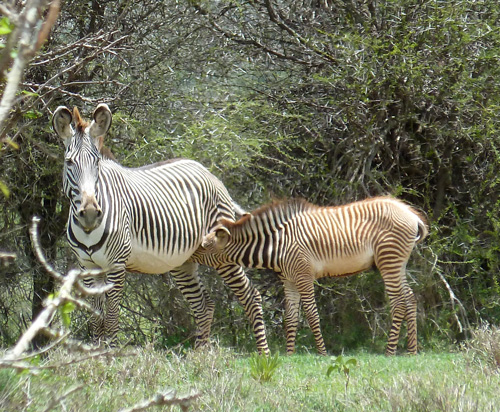 Grevy's Zebra foal and mum