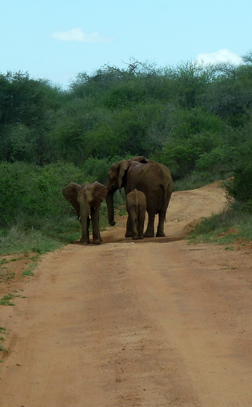Elephants have the right of way!