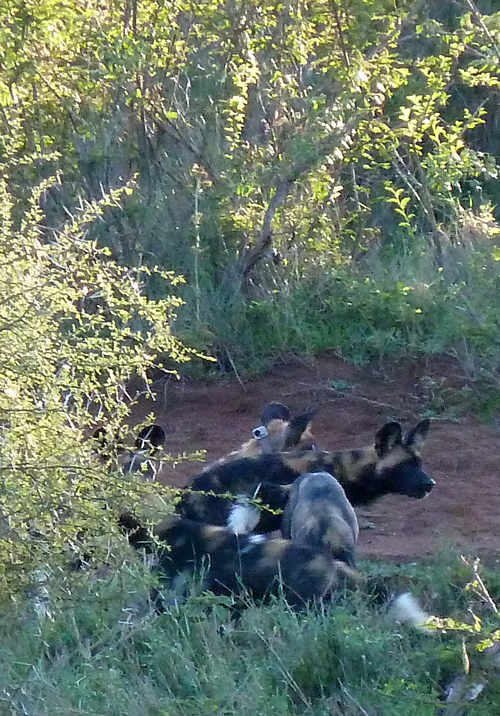 African Wild Dogs!