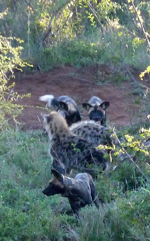 African Wild Dogs confronting the Spotted Hyenas!