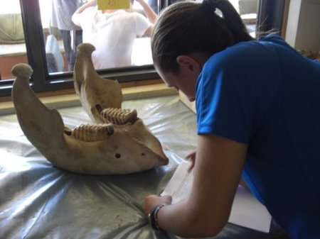 Maggie gets a closer look at the elephant mandible.