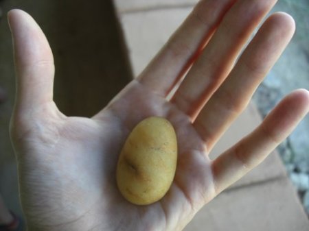 Rock or Potato?