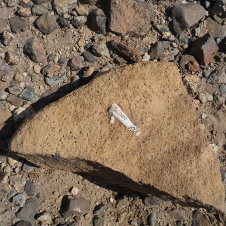 One of the few fossils fragments we could find in this area.
