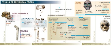 Our current understanding of human evolution