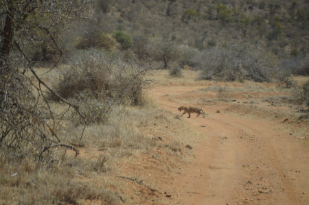 Lion cub walking across the road.