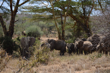 A herd of elephants