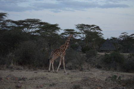 A giraffe near camp