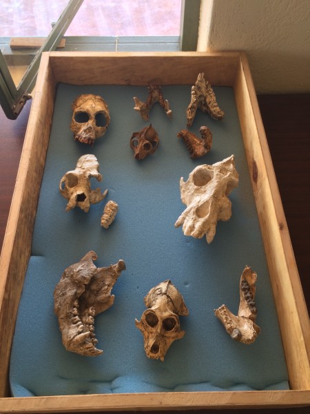 A few casts of primates, including hominoids and hominids (discussed more in the next class).
