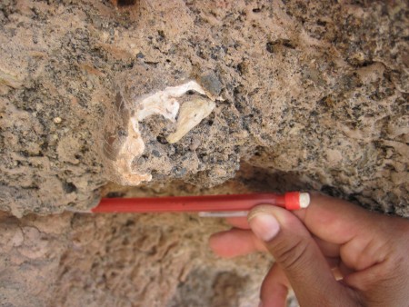 While looking under the ledge of rocks, I found a tooth. Not sure what it is but I left it alone and took a GPS point for a paleontologist to check at a later time.