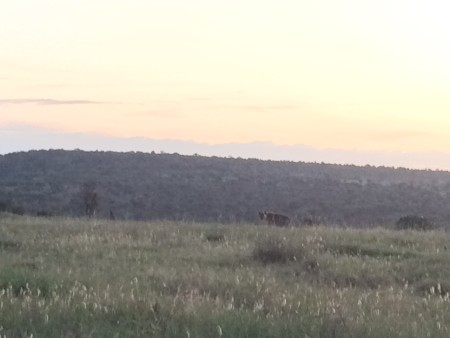 Can you spot the hyena?