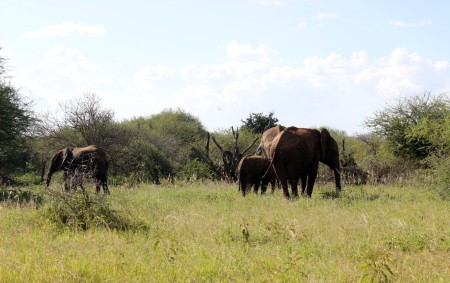 A family of elephants enjoys their meal of various plants in the red soil habitat. Note how much more sparse this area is due to grazing by large herbivores.