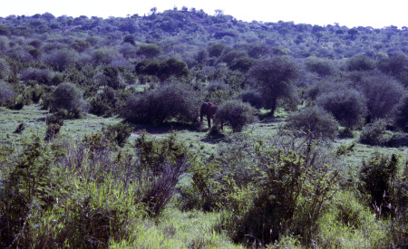 The dense and diverse vegetation in the red soil habitat at Mpala.