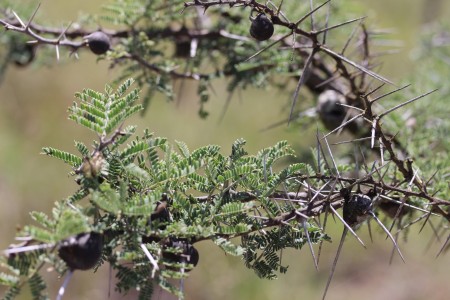 The ‘Whistling acacia tree’ (named after the sound the wind makes as it blows through the trees’ branches). This tree provides a home for several species of ants who take refuge in their swollen thorns. In turn, the ants provide protection from animals who consume them – even large mammals such as black rhinos.