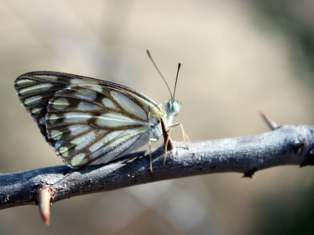 The brown veined butterfly continued its migration - we had been studying them at Mpala - and were aiding in pollination all over the landscape.