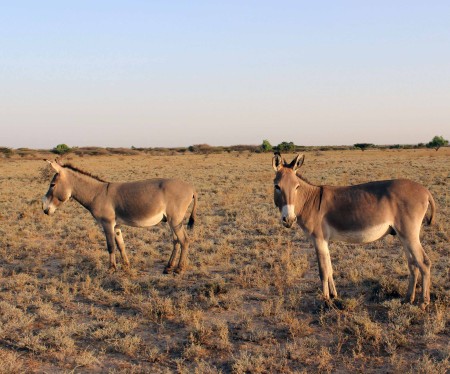The bomas around TBI Ileret also keep donkeys - they are mostly used for transporting belongings long distances.