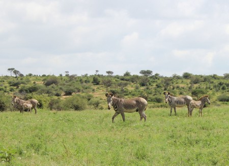 A family group of Grevy's zebra - male, females and juveniles.