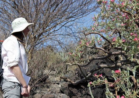 Milena contemplates the age of this large desert rose tree.