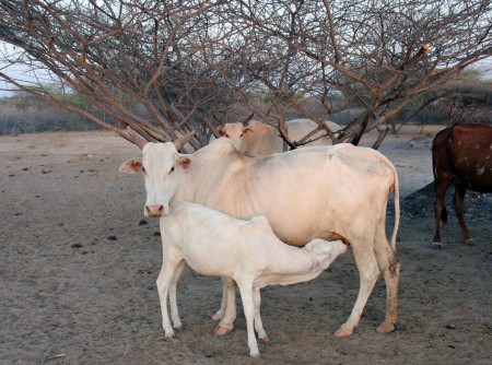 Pastoralists such as the Dassenitch have to regulate when juvenile animals can nurse, because they also need to collect the animals' milk for food.