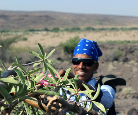 Niguss gets a closer look at the specialized leaves on the desert rose tree.