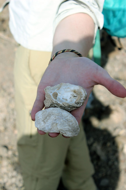 Kaitlin gives us an up-close view of the ancient Nile oysters.