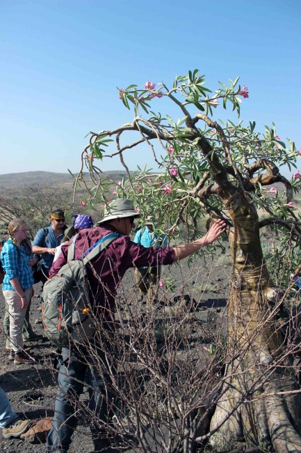 Rob checks out the sturdy, waxy bark of the desert rose tree.