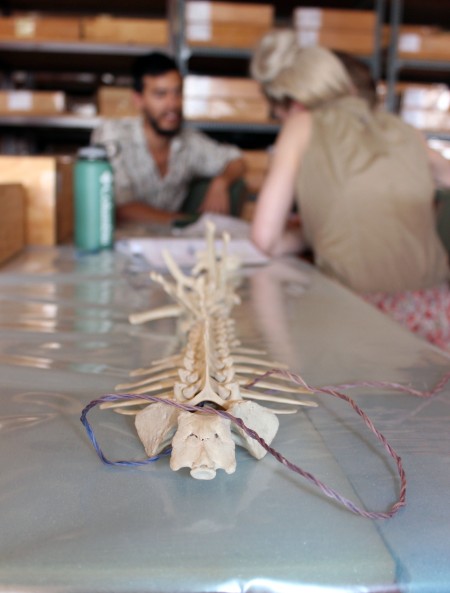 Complete spines of various animal species were available to students for comparison.