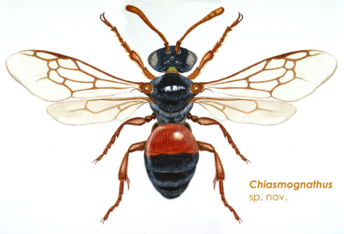 This incredible, tiny Chiasmognathus bee is a parasite of other solitary bees.