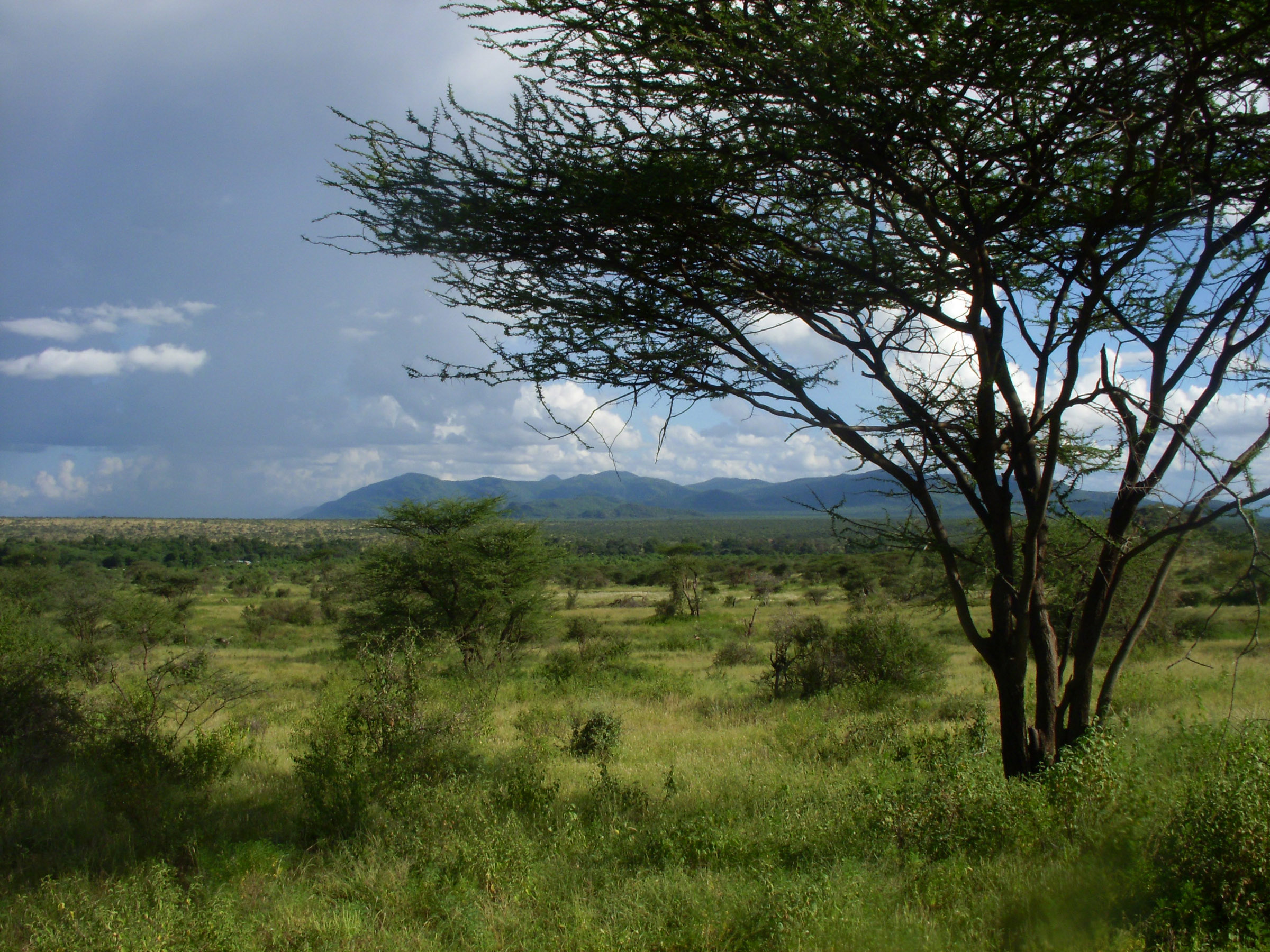 An East African savanna landscape of tree-dotted grassland is shown in this image from Samburu National Reserve in Kenya. The more heavily vegetated area in the middle distance is the corridor of the Ewaso Ngiro River. A new University of Utah study concludes that savanna was the predominant ecosystem during the evolution of human ancestors and their chimp and gorilla relatives in East Africa. Photo Credit: Thure Cerling, University of Utah.