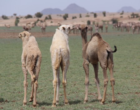 Baby camels