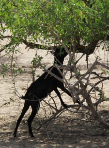 Goat browsing